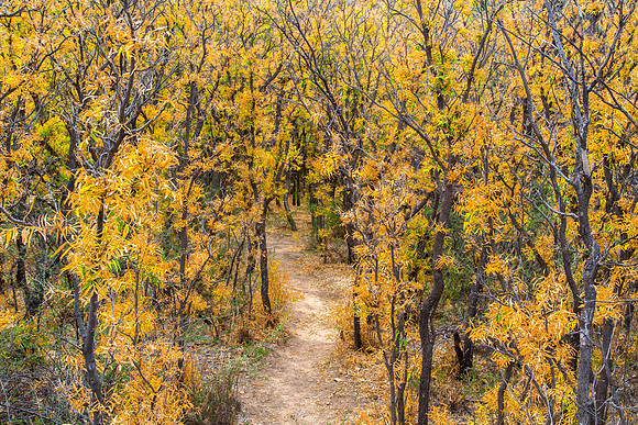 Pathway through the Willows, Sam Nail Ranch, Big Bend NP