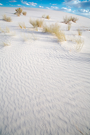 Single Track Sand, White Sands National Monument