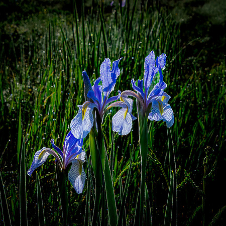 Wild Iris