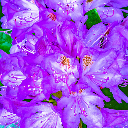 Rhododendron