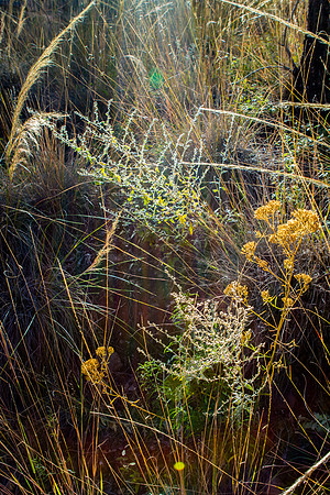 Lighted Fall Grasses, Big Bend NP
