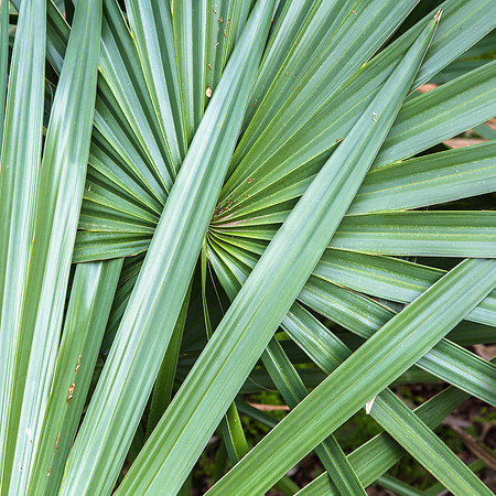 Palmetto State Park