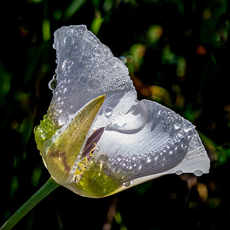 Mariposa