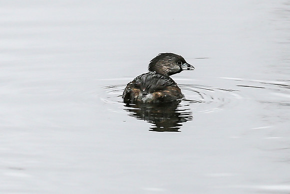 Young Coot, Brazos Bend SP