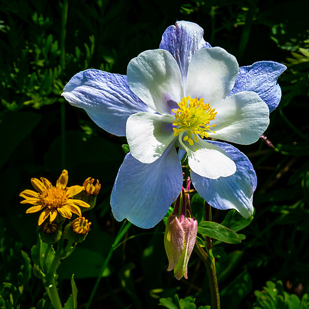 Columbine