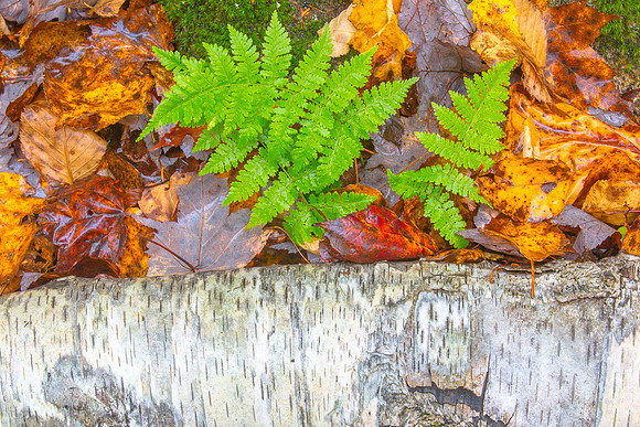 Forest Floor, Fern and Birch, New Hampshire