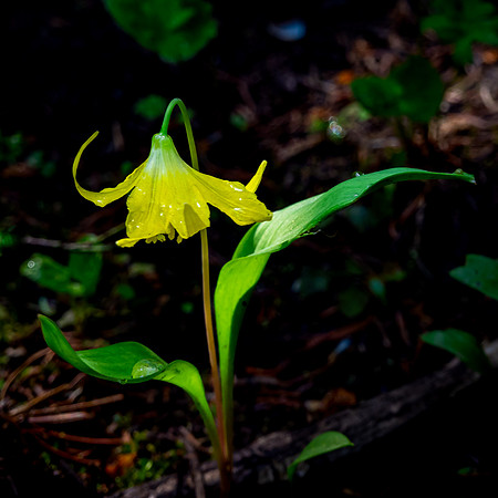 Glacier Lily
