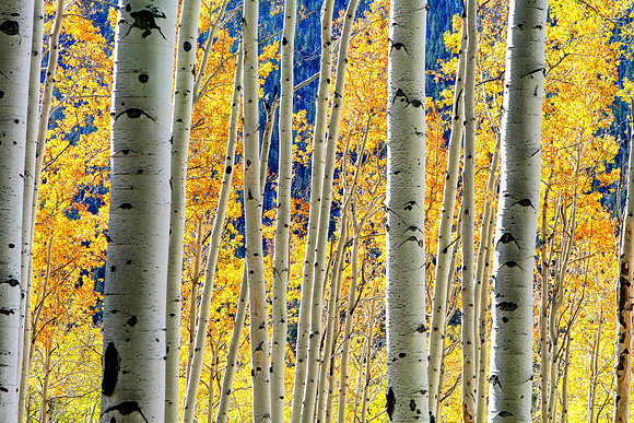Golden Aspen, Independence Pass