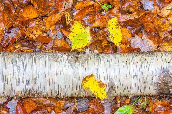 Forest Floor, Birch and Leaves, New Hamshire